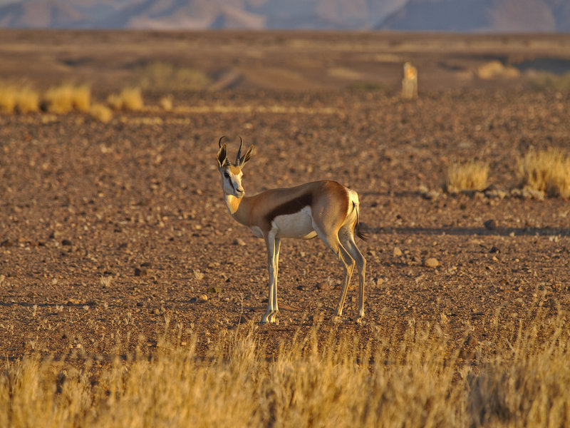 Springbok, Sossusvlei